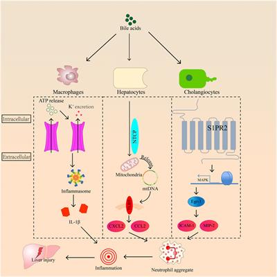 PPARα: A potential therapeutic target of cholestasis